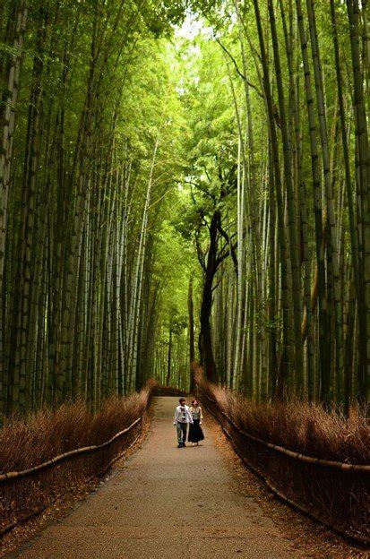 Pesona Alam Di Balik Hutan Bambu Jepang Yang Sangat Mengagumkan